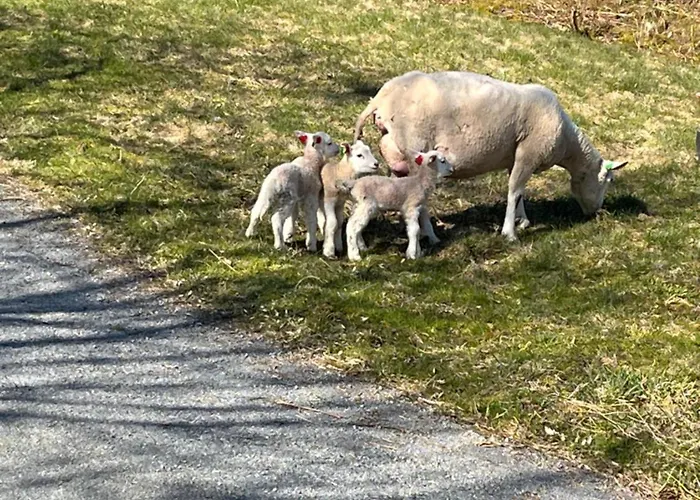 Quarto em Acomodações Particulares Kjolevik Jørpeland